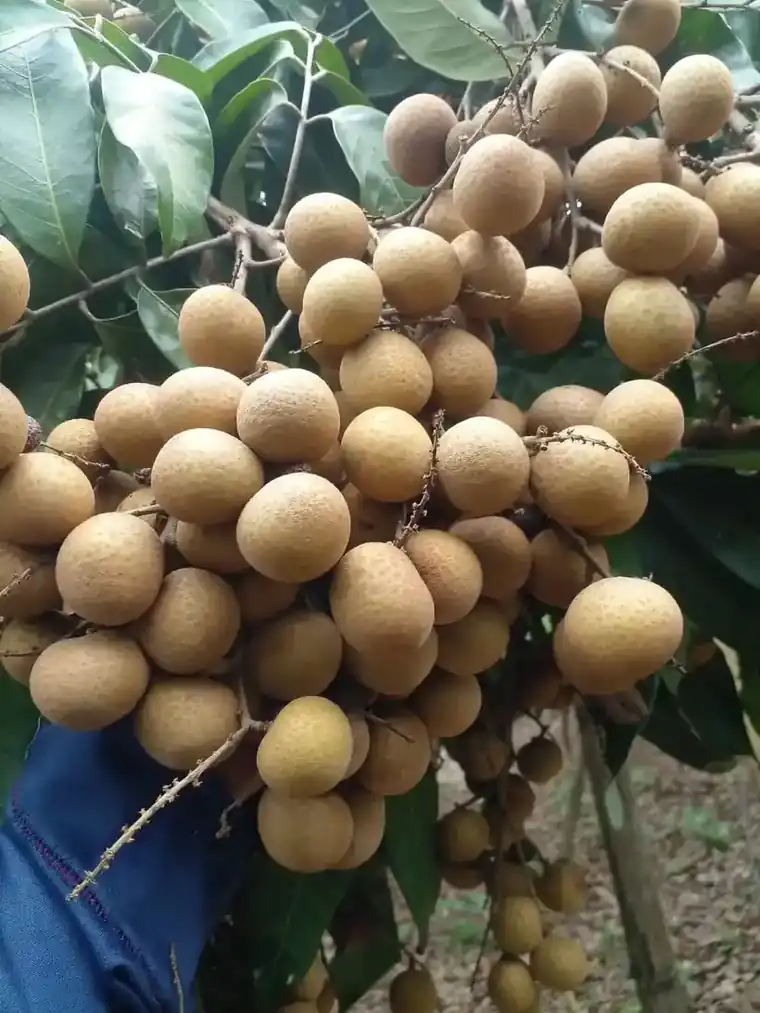 Fresh Thai longan hanging on the branch